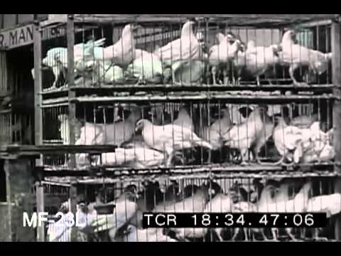 Poultry - A Billion Dollar Industry, 1930s
