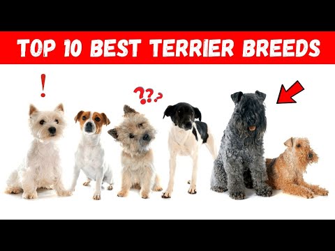 10 Best Terrier Breeds Ever: (You Won't Believe What's #1)