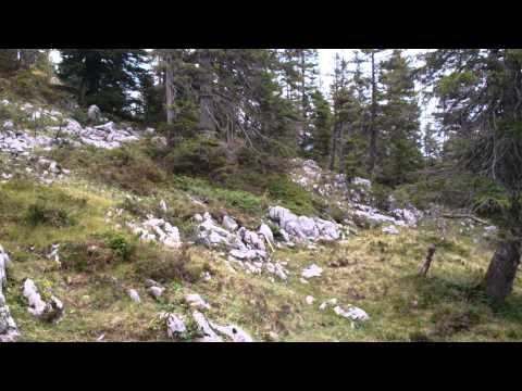 The wild on Schrattenfluh