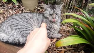 『Auckland』強風の日のネコ『日常』