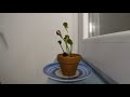 Plant Dance Timelapse