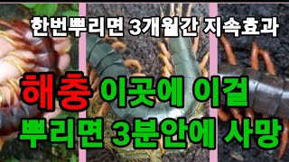 해충! 이것 뿌리면 한방에해결!3개월 지속효과! #지네퇴치 #그리마퇴치 #개미퇴치 #바퀴벌레퇴치 #노레기퇴치…