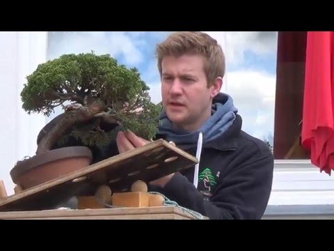 Bonsai Sturm Frühlingstage 2016