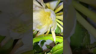 Harvesting pollen from Sugar Dragon dragon fruit #DragonFruit #Dragonfruits #SugarDragon #Pitaya