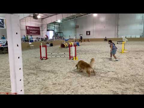 Kaylin / Vader - Standard - Dalmatian Specialty (6/23/21)