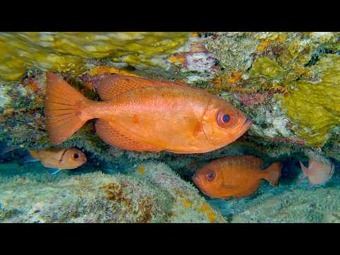 10/11 Reddish/Big Eyes - scuba diving video