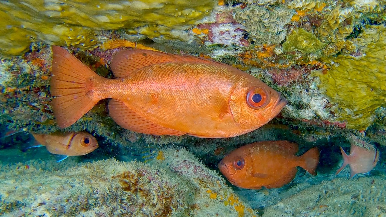 First of 4 Odd-Shaped Swimmers - Caribbean - Multiple critter videos, genus and species.