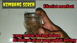 Download lagu this is lemongrass flower or lemongrass flower mp3