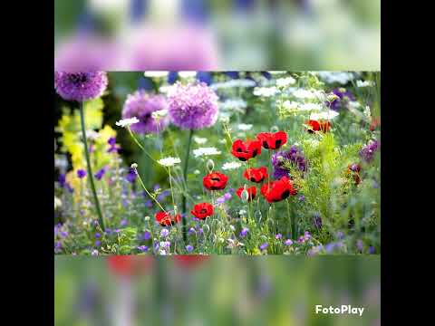 Muziekgroep One Desire / Cover       Hoor jij de vogels nog fluiten - Christiaan Verwoerd