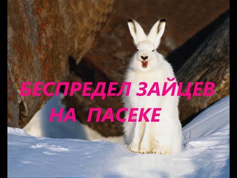 БЕСПРЕДЕЛ ЗАЙЦЕВ ЗИМОЙ НА ПАСЕКЕ. ЗАЙЦЫ В ПРИРОДЕ. ЧЕМ ПИТАЮТСЯ ЗАЙЦЫ?