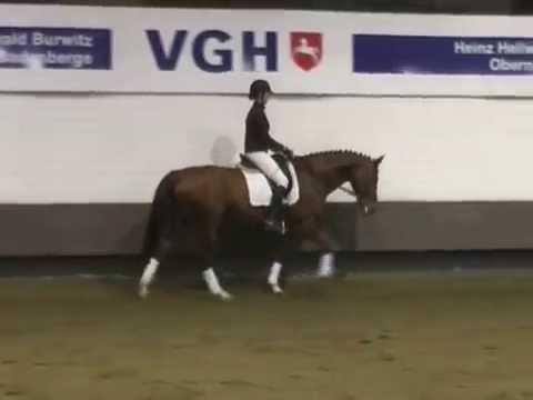 Kat. 16, Reika B von Riverside - Verkaufstag auf dem Dobrock 17. Mai 2014