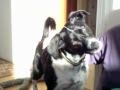 Angel Watching A Dog Bark