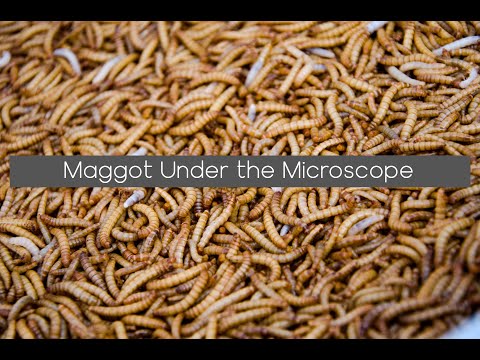 Maggots Under the Microscope