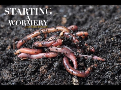 Tackle Room tips - How To Start a Wormery - Rikki Richards