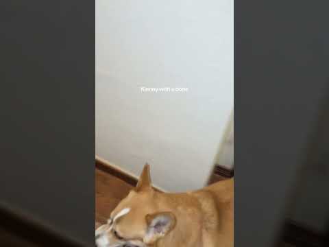 When Kimmy has a bone#dogaffection #dog #pets #doglove #corgi #corgilove