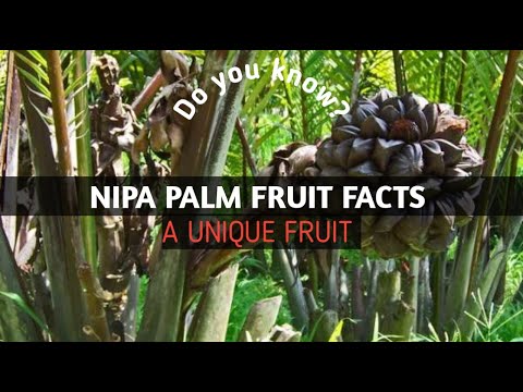 Nipa Palm Fruit Facts - English facts of unique fruit in the world | CompleteBuzz