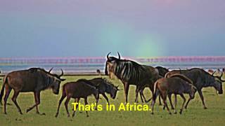 Amazing Migration of Lucky the Wildebeest - with English Subtitles