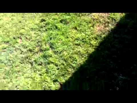 Tholense Boys C- Terneuzen C3 6-2