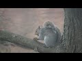 Fluffy Junior The Baby Girl Squirrel Cracks Open An In Shell Walnut