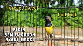 Download lagu Suara Panggilan Sogon Paling Ampuh jadikan Sogon Lain langsung GACOR❗dijamin langsung Nyaut !! mp3 Download lagu Suara Panggilan Sogon Paling Ampuh jadikan Sogon Lain langsung GACOR❗dijamin langsung Nyaut !! mp3