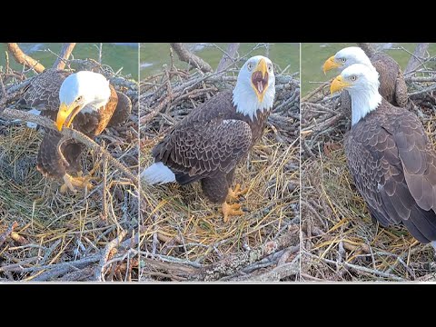 SWFL Eagles ~  M15 & F23 Making The Nest Cozy For Eggs! 💖 M15 Pole Vaults In & Nest Tests! 10.26.25