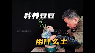 种养豆豆用什么土