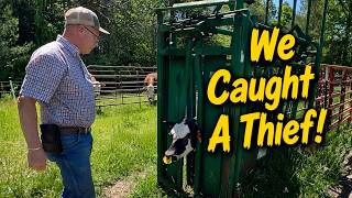 Catching the "Milk Thieves" in Our Cattle Herd!