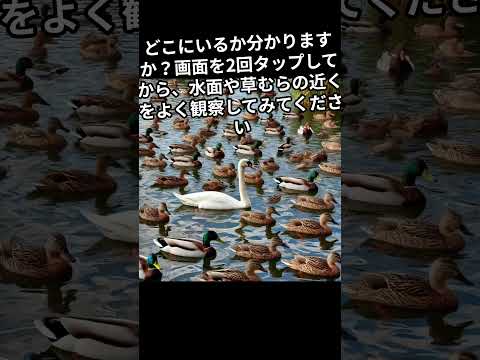 アヒルと野生のアヒルの好きな食べ物は何ですか?どれを避けるべきでしょうか?  庭園