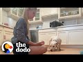Rescue Dog Flinched When Mom Tried To Pet Her Until... | The Dodo