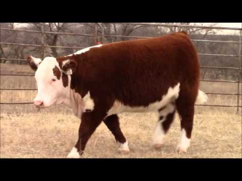 VCR 109 Jane Evans 518C