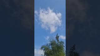 Download lagu Elang BK ANGKER Turun Menukik #viralshorts #viralvideo #blackkite #eagles #soaring #burungpemangsa mp3 Download lagu Elang BK ANGKER Turun Menukik #viralshorts #viralvideo #blackkite #eagles #soaring #burungpemangsa mp3