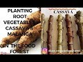 Planting ROOT VEGETABLE CASSAVA & MALANGA | MAKING A THE FOOD FOREST