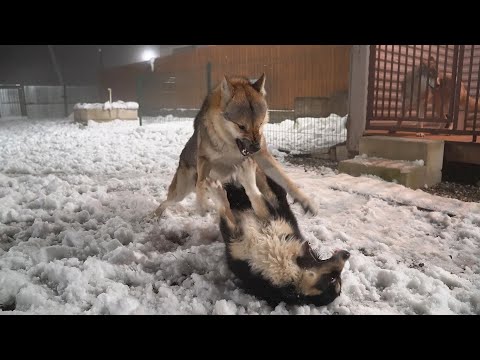 Нападение ВОЛКА на Дворняжку. Бои собак. Волк vs собака. Битва за хайп !