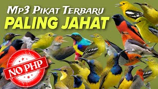 Download lagu Suara Pikat Semua Jenis Burcil Dijamin PALING AMPUH ‼️ mp3