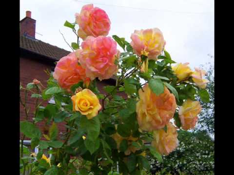 Världens vackraste blommor   (www.Rosor.dk)