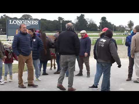 220807 c06 Haras del Uruguay Potrillos/ DON SAVATER