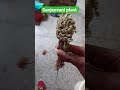 Magical Plant Sanjeevani Plant
