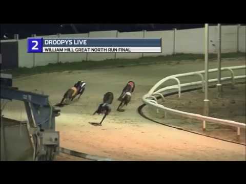 2018 WILLIAM HILL GREAT NORTH RUN FINAL - T2 DROOPYS LIVE