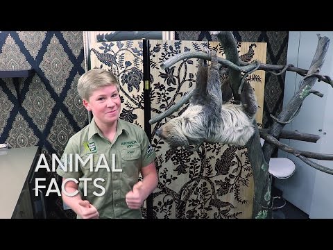 image-Why are two-toed sloths important?