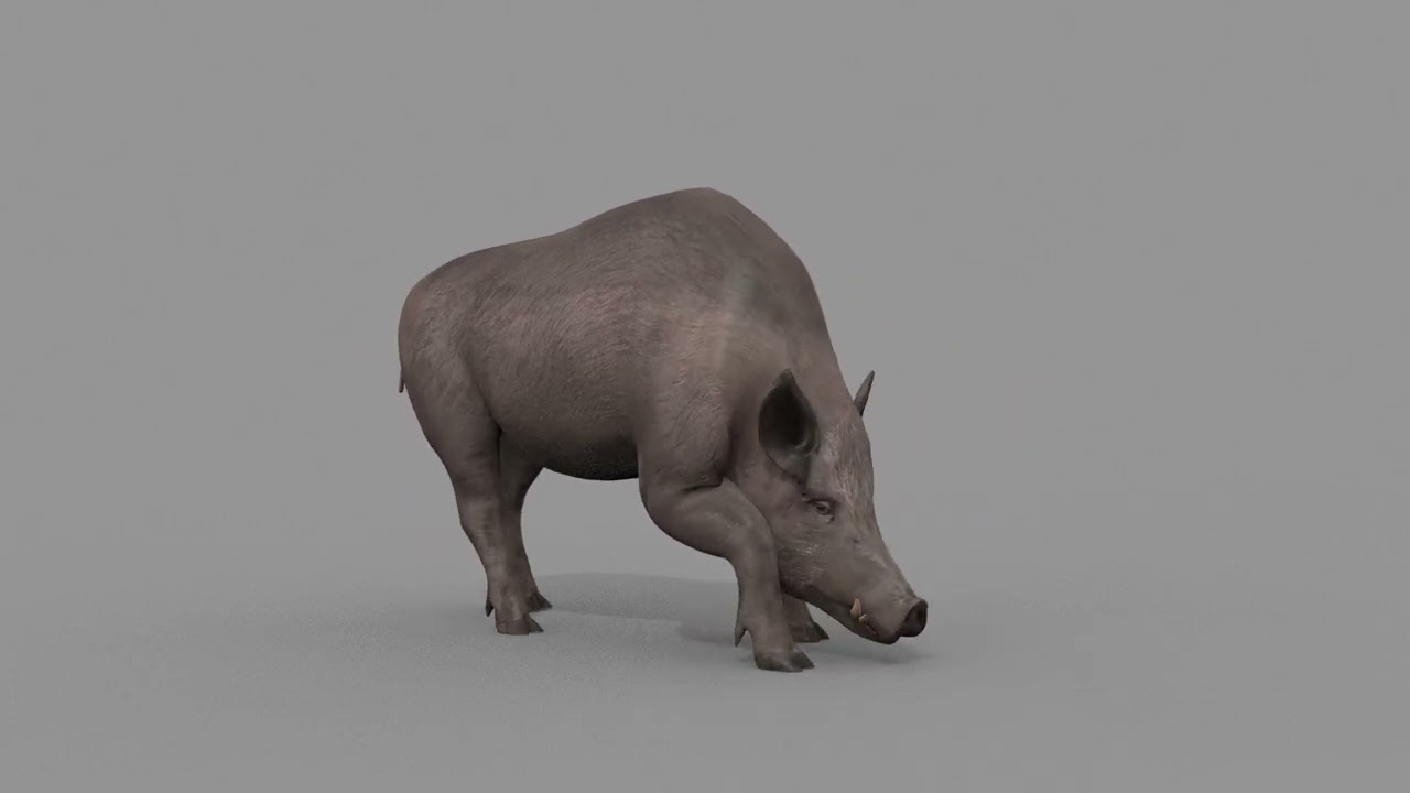 Boar Javali attacker pig - animated 3d fur model 3D Model