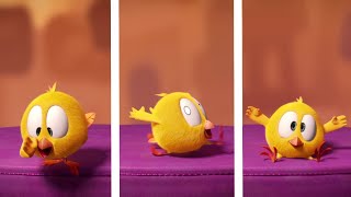 Tiny Runner | Where's Chicky? | Cartoon Collection in English for Kids | New episodes