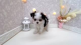 ハーフ犬の動画01