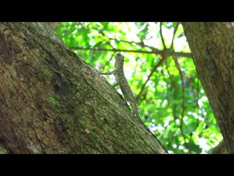 Female Common Gliding Lizard (Draco sumatranus)