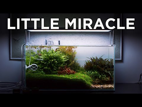 IKAN AQUARIUM INI NGAMUK!!! Roblox Indonesia Aquarium Aquarium NANOLIFE KIDZ in blau