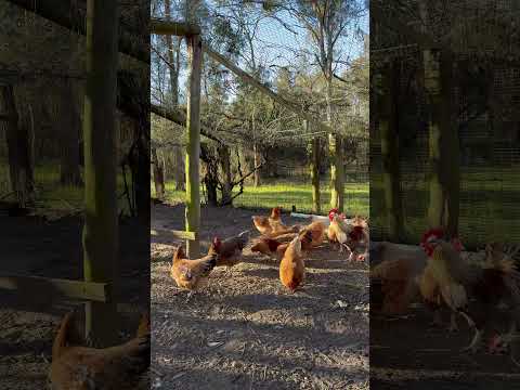Address Withheld, Quorrobolong, NSW 2325, 5 Kuwarto, 2 Banyo, Lifestyle Property
