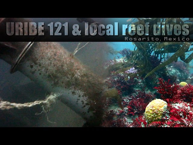 Uribe 121 and reef dives Rosarito, Mexico