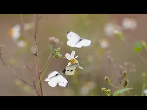 Beautiful nature ( relaxzation music) HD 1080P