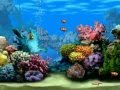 Free Living Marine Aquarium 2 Screensaver