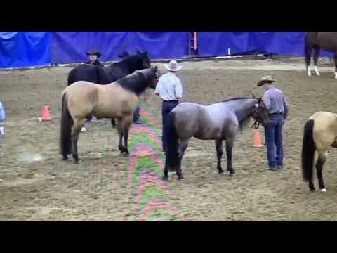 One Time Sannman Performance Halter Grand