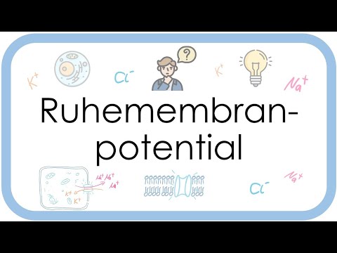 Resting membrane potential - Physiology - (ion currents, equilibrium potential, Nernst equation)
